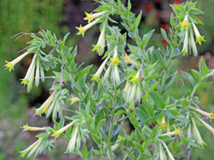 Lithospermum macromeria