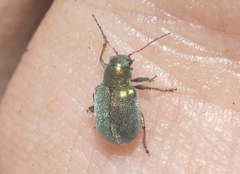 Colaspidea smaragdula