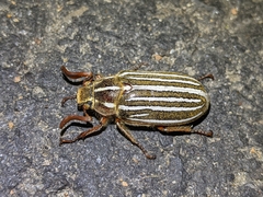 Polyphylla crinita