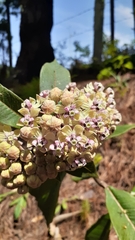 Asclepias similis