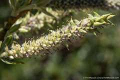 Salix orestera