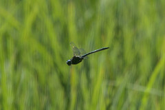 Somatochlora semicircularis