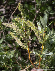 Salix orestera