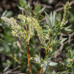 Salix orestera