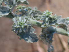 Lessingia pectinata tenuipes