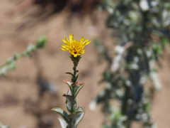 Lessingia pectinata tenuipes