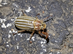 Polyphylla crinita