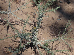 Lessingia pectinata tenuipes