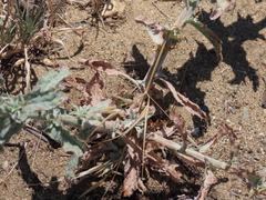 Lessingia pectinata tenuipes