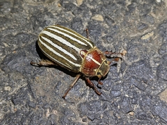 Polyphylla crinita