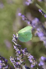 Gonepteryx cleopatra