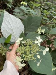 Hydrangea radiata