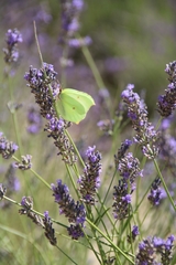 Gonepteryx cleopatra