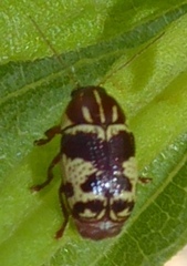 Cryptocephalus leucomelas