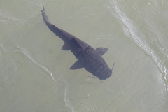 Steindachneridion melanodermatum