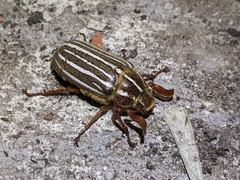 Polyphylla crinita
