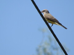 Tyrannus verticalis