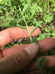 Phyllanthus evanescens