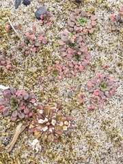 Cochlearia groenlandica