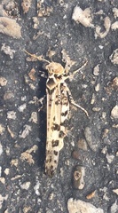 Dissosteira spurcata