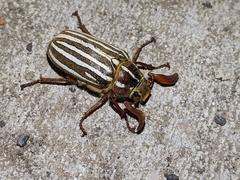 Polyphylla crinita