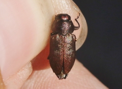 Sphaerobothris platti