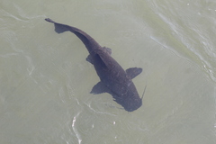 Steindachneridion melanodermatum