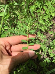 Phyllanthus evanescens