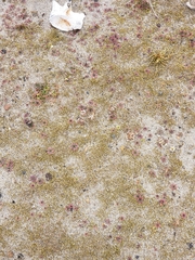 Cochlearia groenlandica