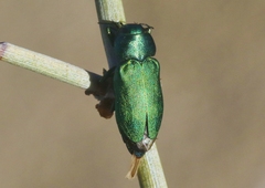 Sphaerobothris platti