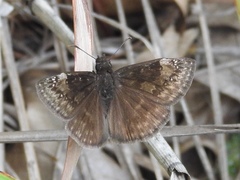 Erynnis baptisiae