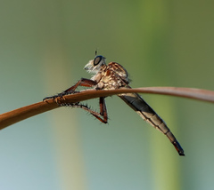 Proctacanthus gracilis