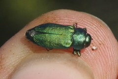 Sphaerobothris platti