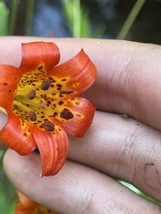 Lilium pardalinum