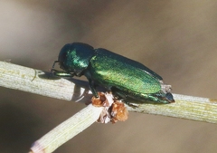 Sphaerobothris platti