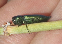 Sphaerobothris platti