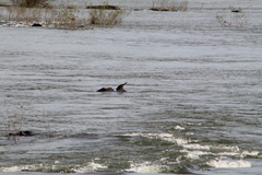 Phrynops williamsi