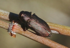 Sphaerobothris platti