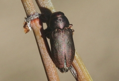 Sphaerobothris platti