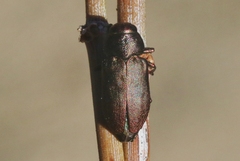 Sphaerobothris platti