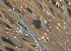 Sphaerobothris platti