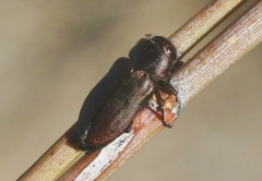 Sphaerobothris platti