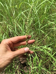 Amaranthus tuberculatus