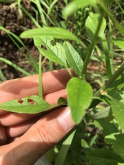 Amaranthus tuberculatus