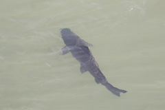 Steindachneridion melanodermatum