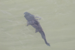 Steindachneridion melanodermatum