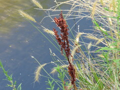 Rumex