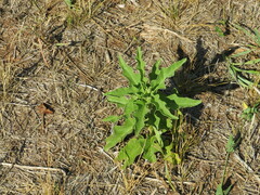 Solanum dimidiatum