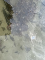 Enteroctopus dofleini