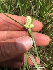 Cyperus sesquiflorus sesquiflorus